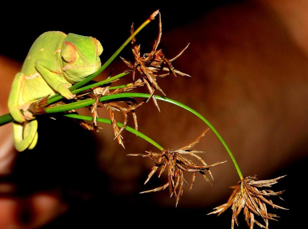 Buya Futhi Bed & Breakfast Saint Lucia Estuary Buitenkant foto